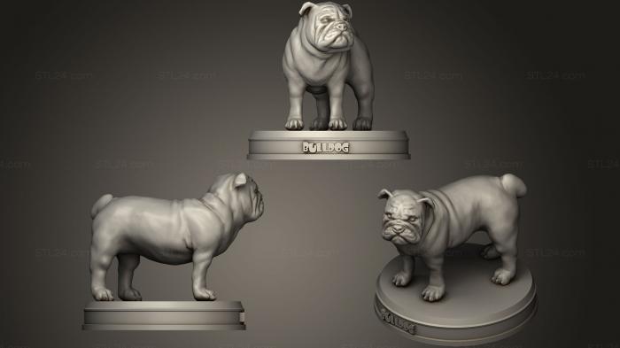 Статуэтки животных (Реалистичный Бульдог, STKJ_1397) 3D модель для ЧПУ станка
